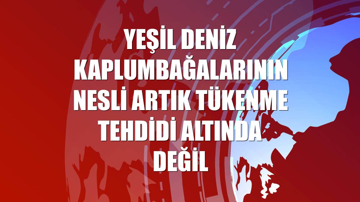 Yeşil deniz kaplumbağalarının nesli artık tükenme tehdidi altında değil