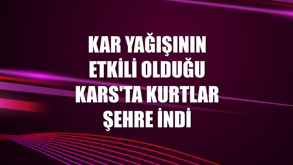 Kar yağışının etkili olduğu Kars'ta kurtlar şehre indi