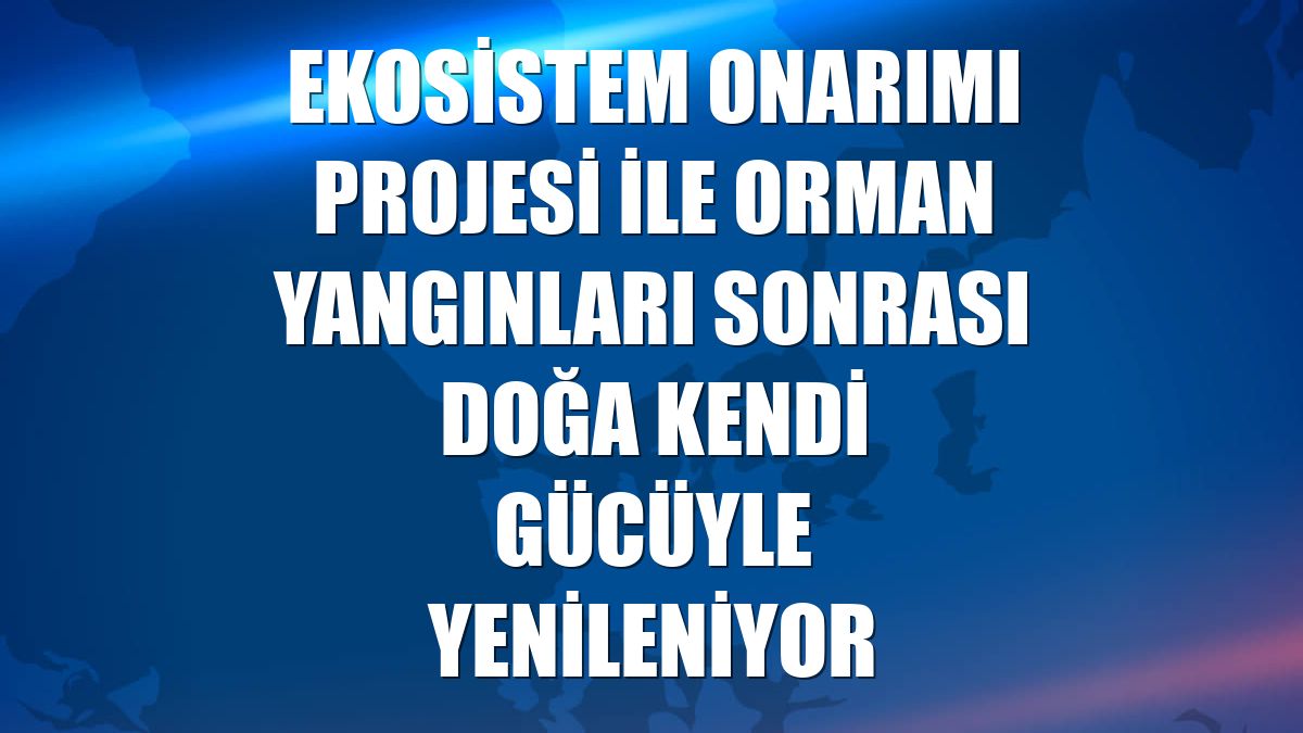 Ekosistem Onarımı Projesi ile orman yangınları sonrası doğa kendi gücüyle yenileniyor