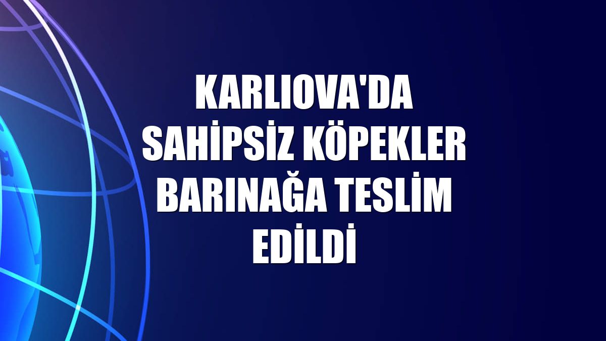 Karlıova'da sahipsiz köpekler barınağa teslim edildi