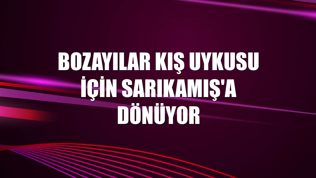 Bozayılar kış uykusu için Sarıkamış'a dönüyor