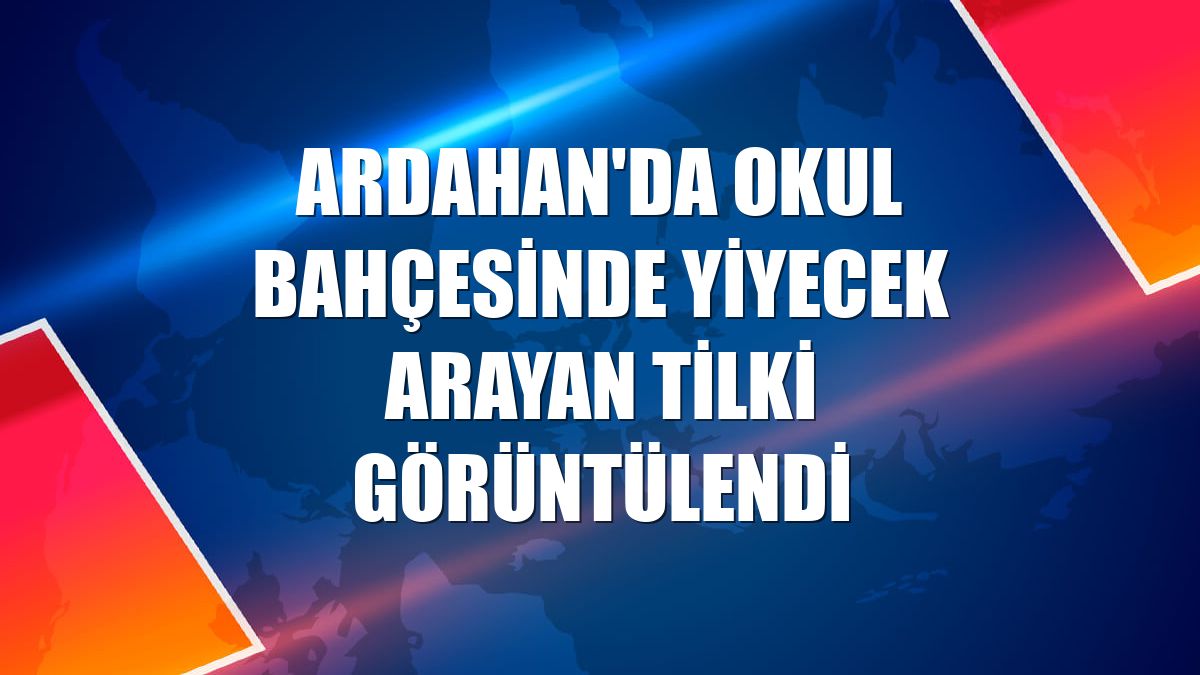 Ardahan'da okul bahçesinde yiyecek arayan tilki görüntülendi