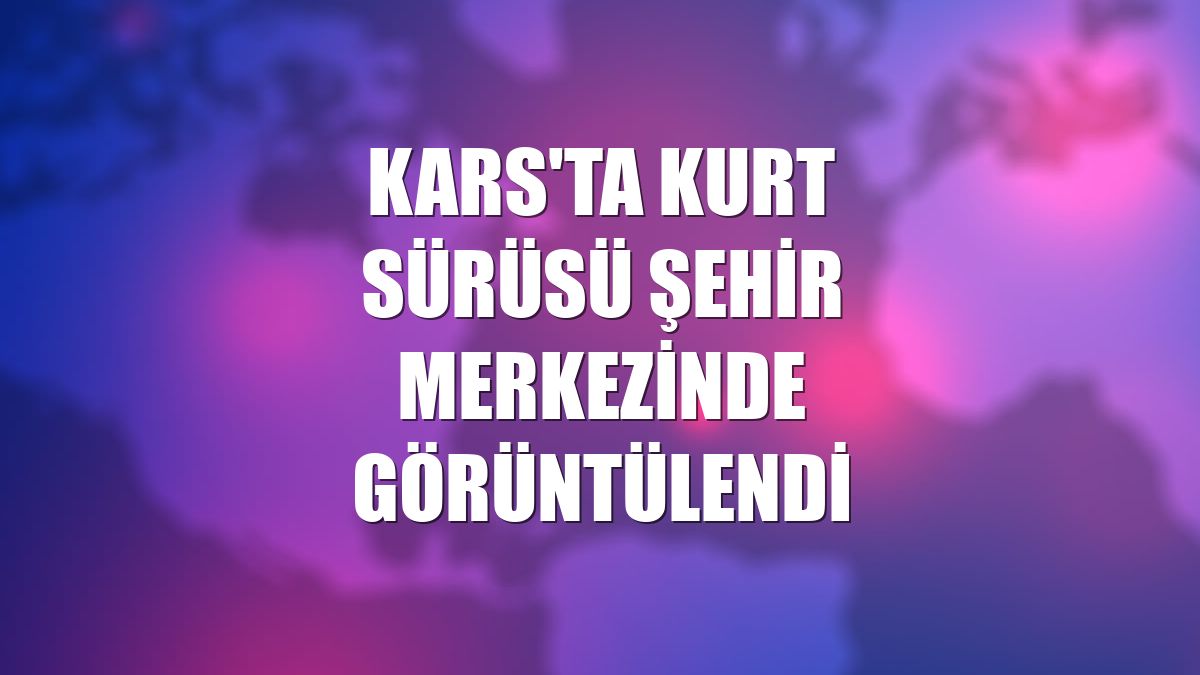 Kars'ta kurt sürüsü şehir merkezinde görüntülendi