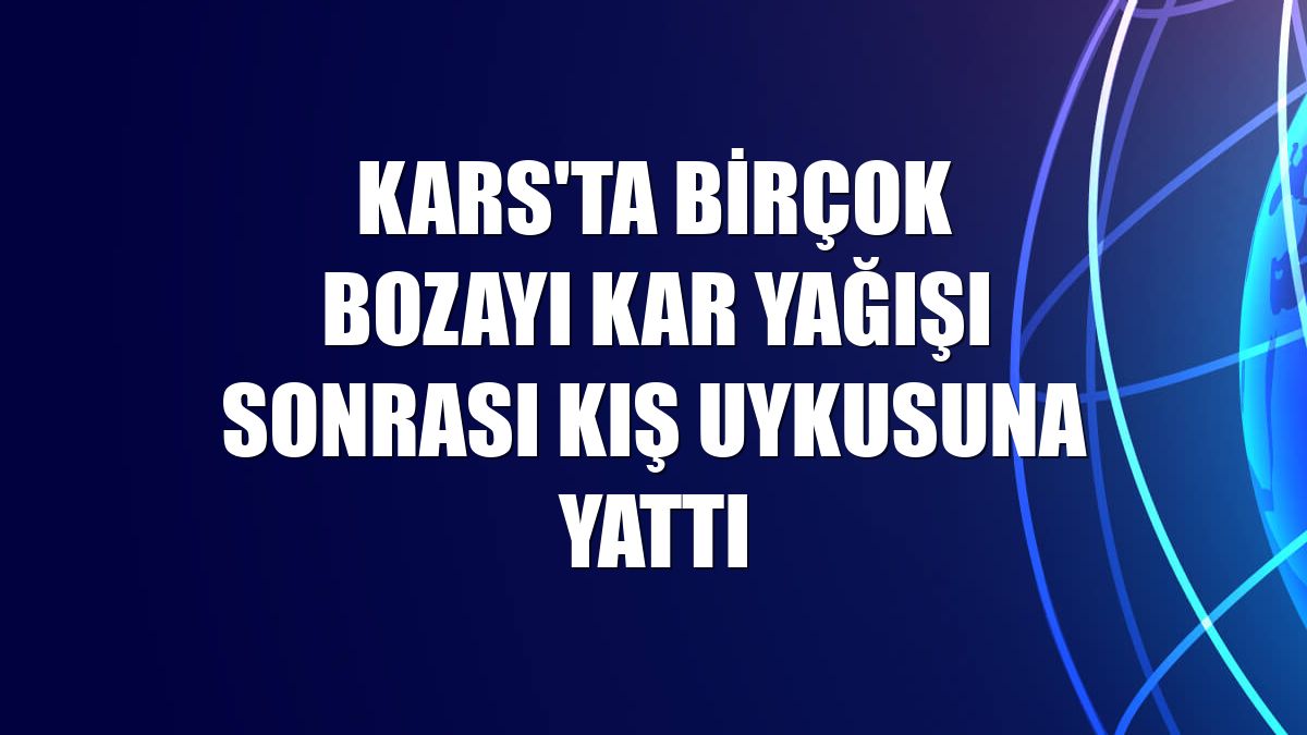 Kars'ta birçok bozayı kar yağışı sonrası kış uykusuna yattı