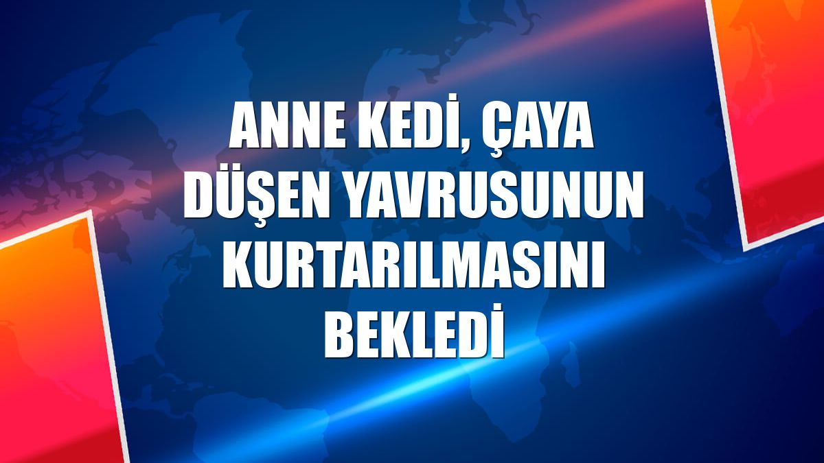 Anne kedi, çaya düşen yavrusunun kurtarılmasını bekledi