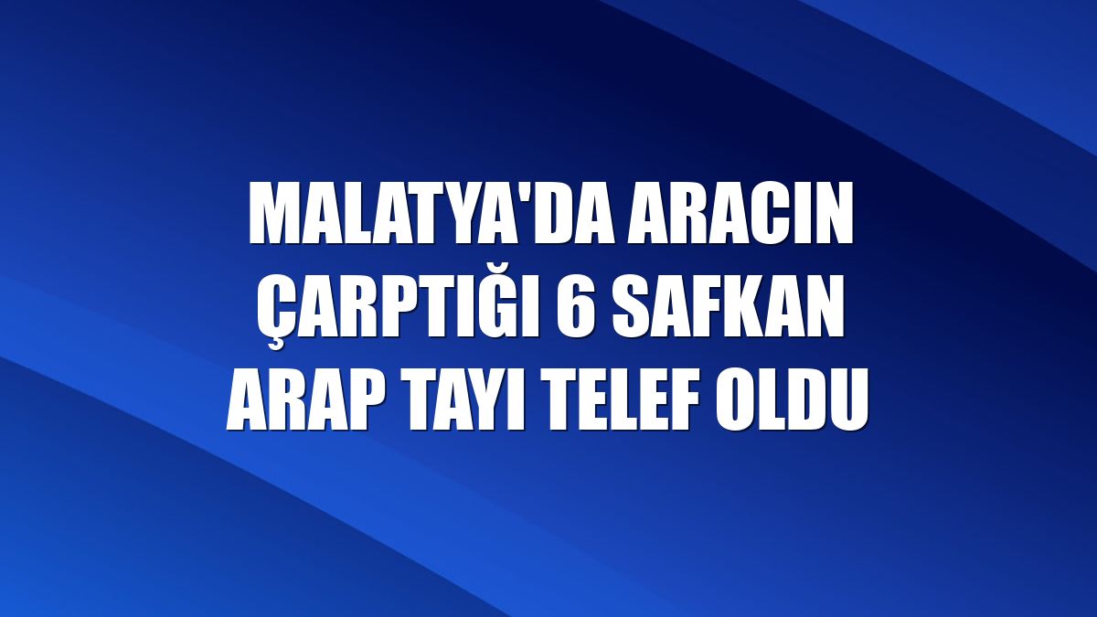 Malatya'da aracın çarptığı 6 safkan Arap tayı telef oldu