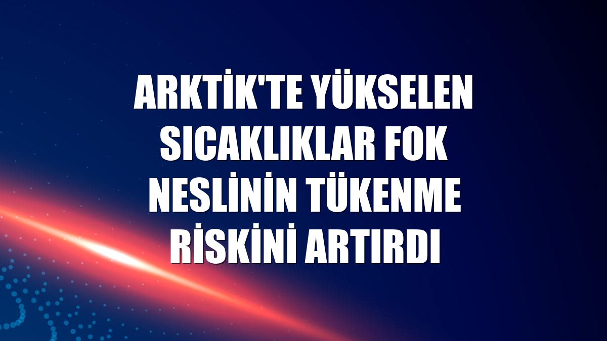 Arktik'te yükselen sıcaklıklar fok neslinin tükenme riskini artırdı