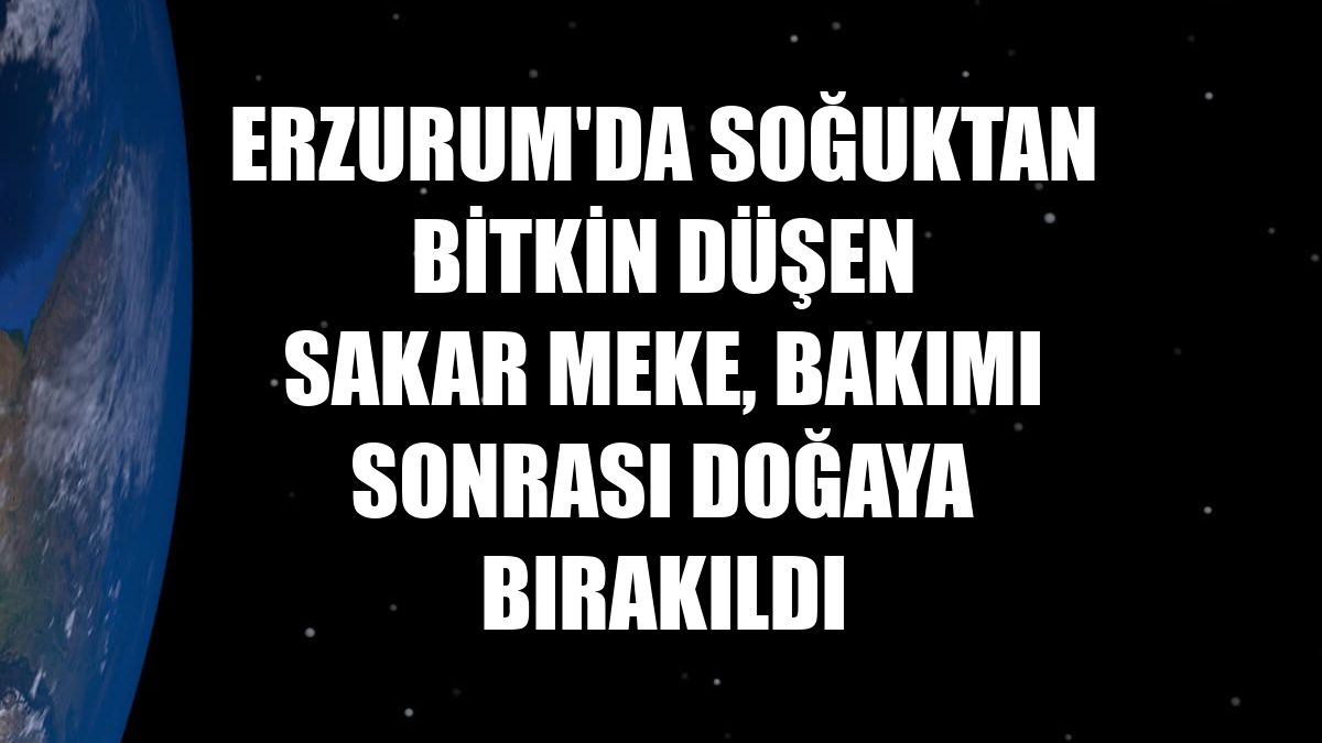 Erzurum'da soğuktan bitkin düşen sakar meke, bakımı sonrası doğaya bırakıldı