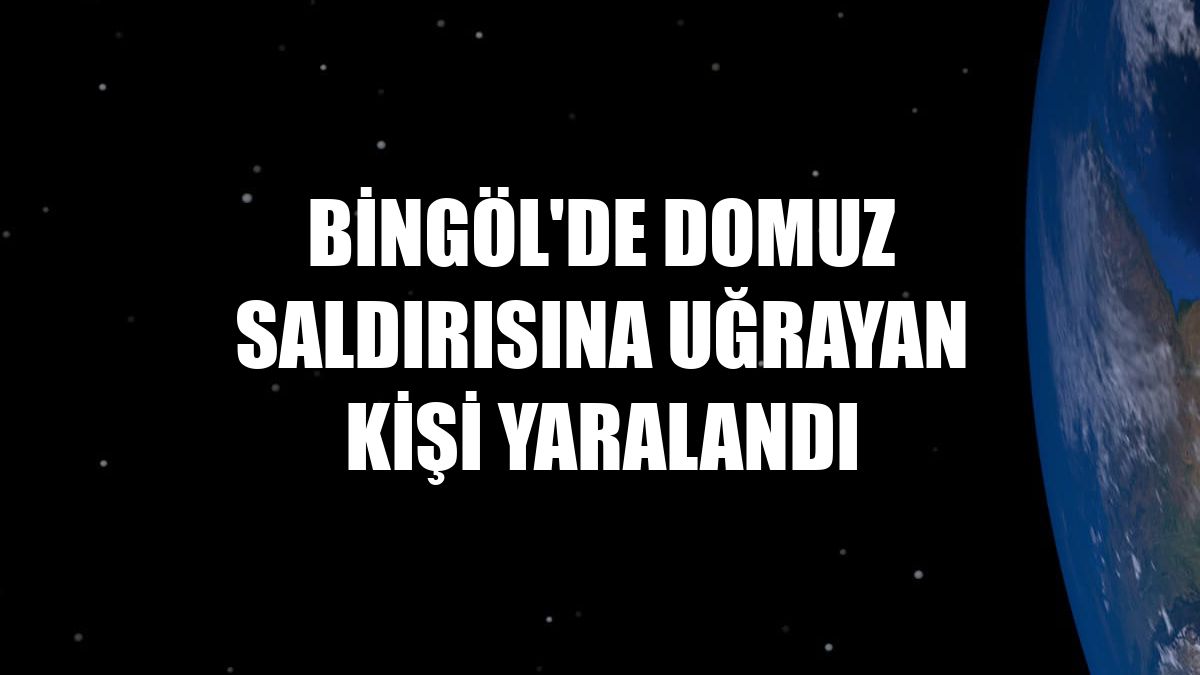 Bingöl'de domuz saldırısına uğrayan kişi yaralandı