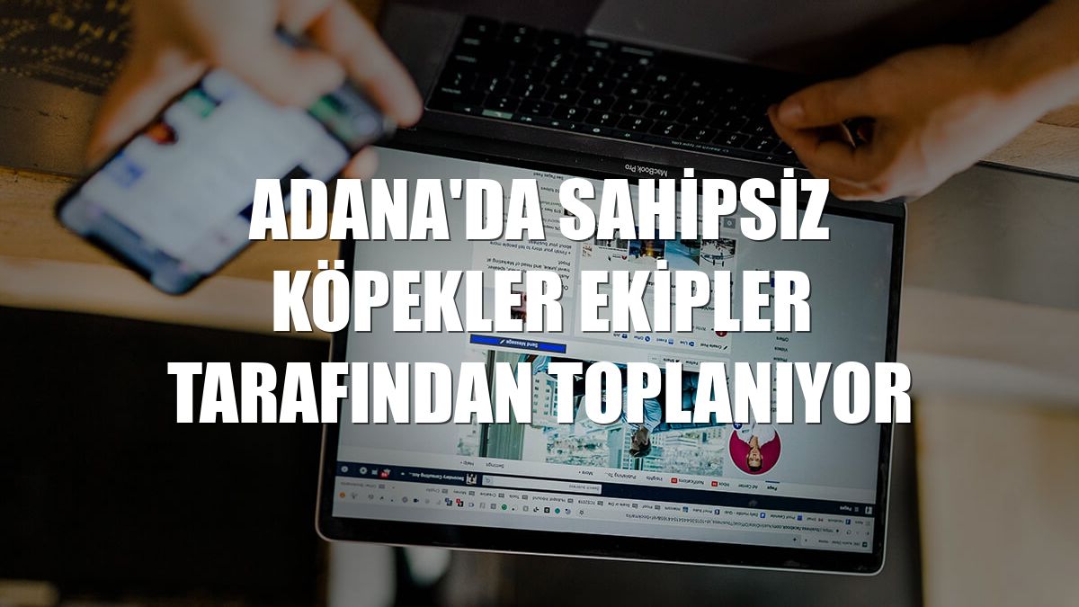 Adana'da sahipsiz köpekler ekipler tarafından toplanıyor
