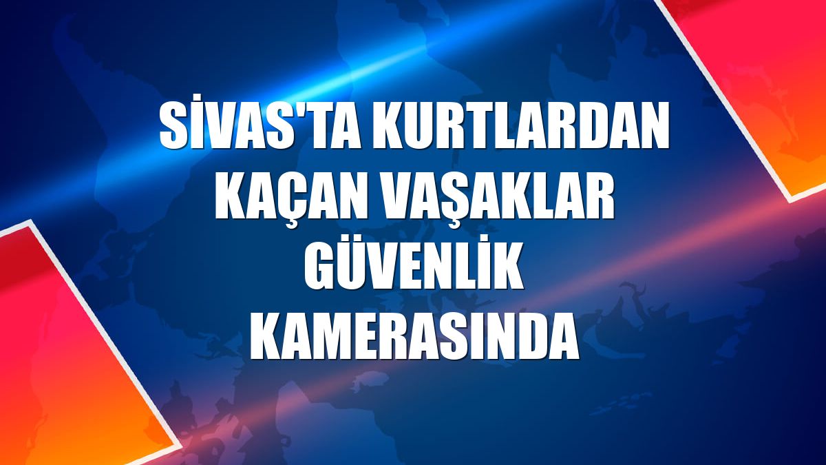 Sivas'ta kurtlardan kaçan vaşaklar güvenlik kamerasında