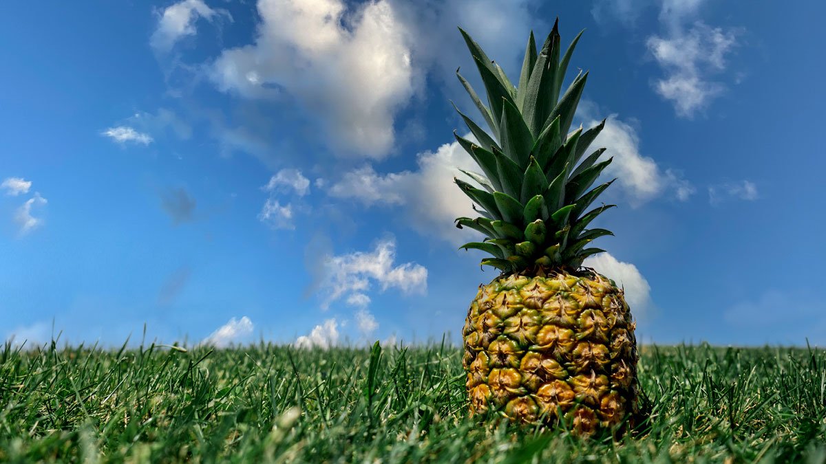 Ananas Yetiştiriciliği: Yetişme Bölgeleri, Soğuğa Dayanıklılık ve Meyve Verme Süresi
