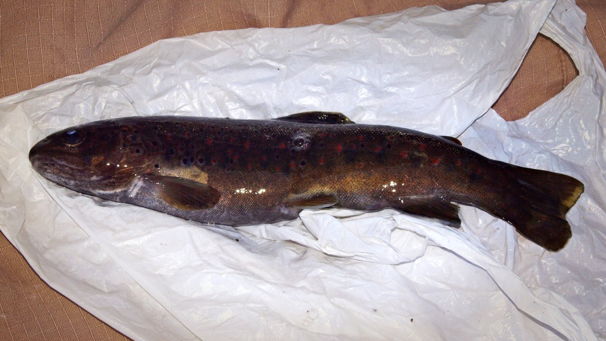 Büyük Benekli Alabalık: İşte Türkiye’nin Endemik Alabalık Türü olan Büyük Benekli Alabalık Hakkında Bilgi