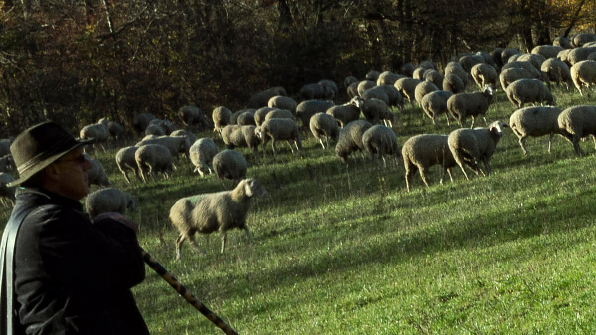 Çoban Nedir? Sürü Yönetim Elemanı Çobanlık Mesleği Hakkında Bilgiler