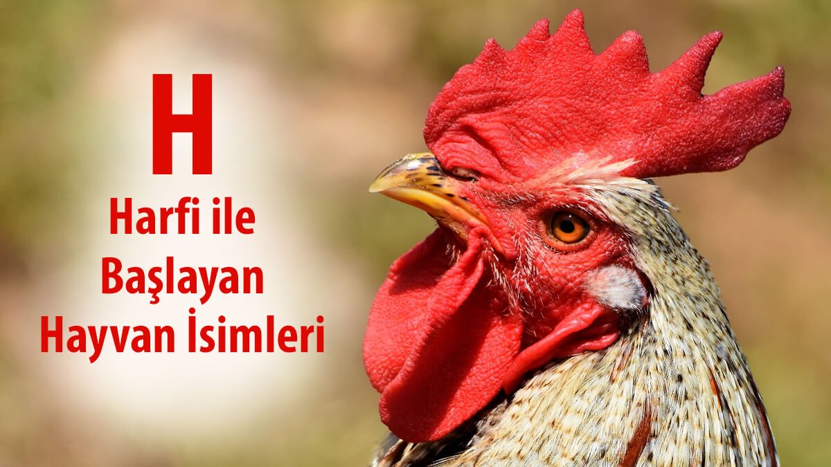 H İle Hayvan: H Harfi ile Başlayan Hayvan İsimleri