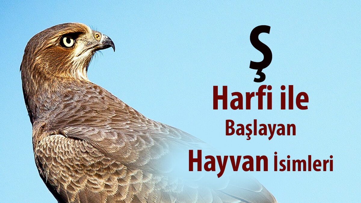 Ş İle Hayvan