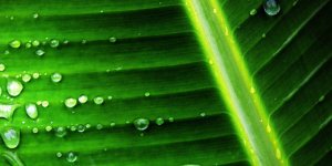 Fotosentez Hızına Etki Eden Faktörler