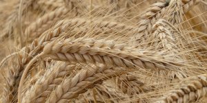 Buğday