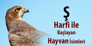 Ş İle Hayvan