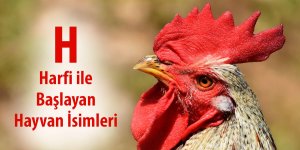 H İle Hayvan