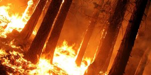 Orman Yangınlarının Çıkış Nedenleri