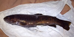 Büyük Benekli Alabalık