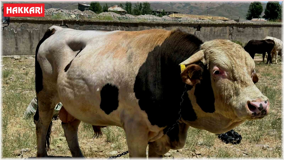 1 ton 100 kilogramlık 'Paşa' alacısını bekliyor