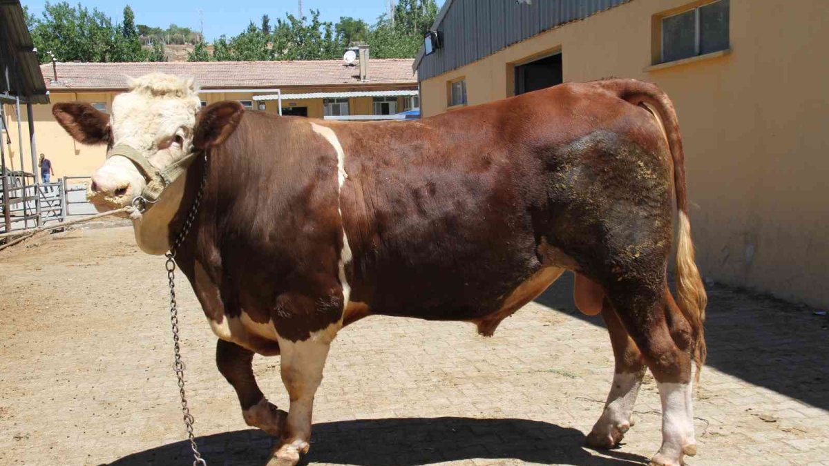 1 ton 200 kiloluk 'Kral' alıcısını bekliyor