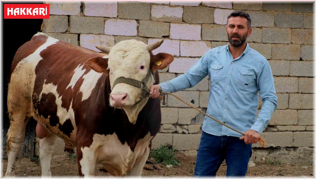 1 tonluk "Çalo", 130 bin liradan alıcısını bekliyor