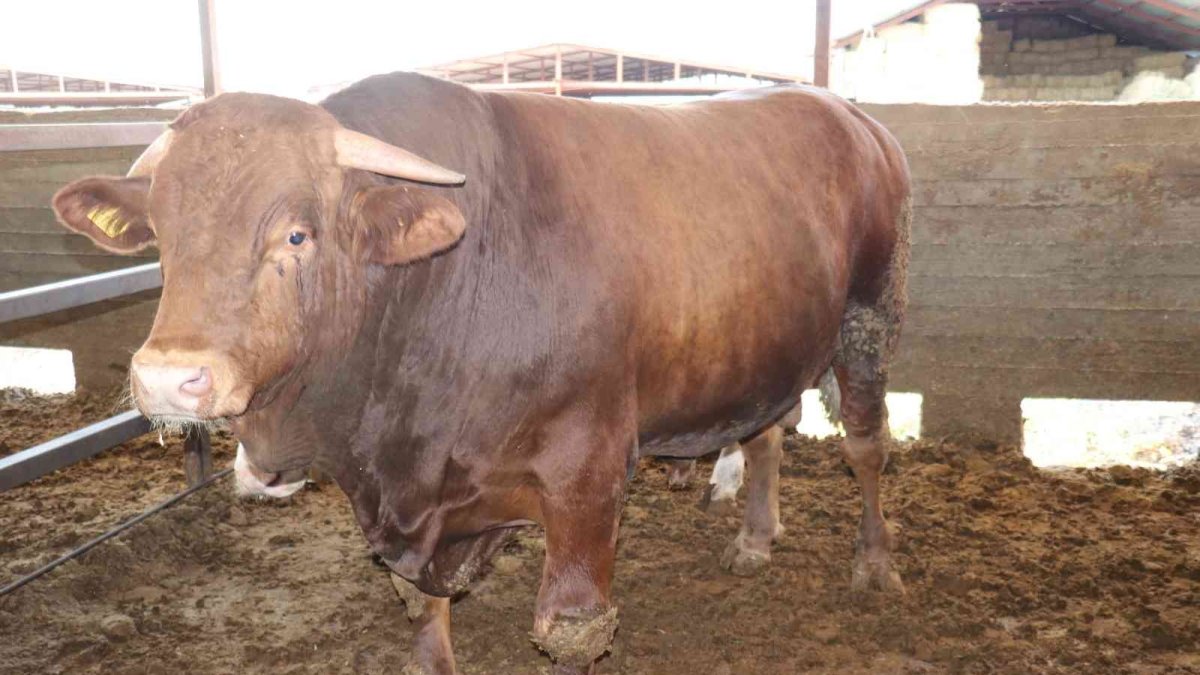 1 tonluk 'Rüzgar' alıcısını bekliyor