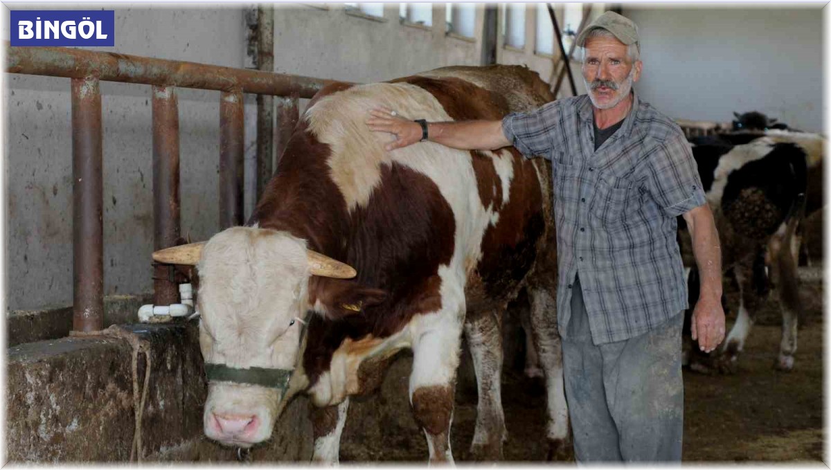 1 tonluk 'Şövalye' isimli tosun alıcısını bekliyor