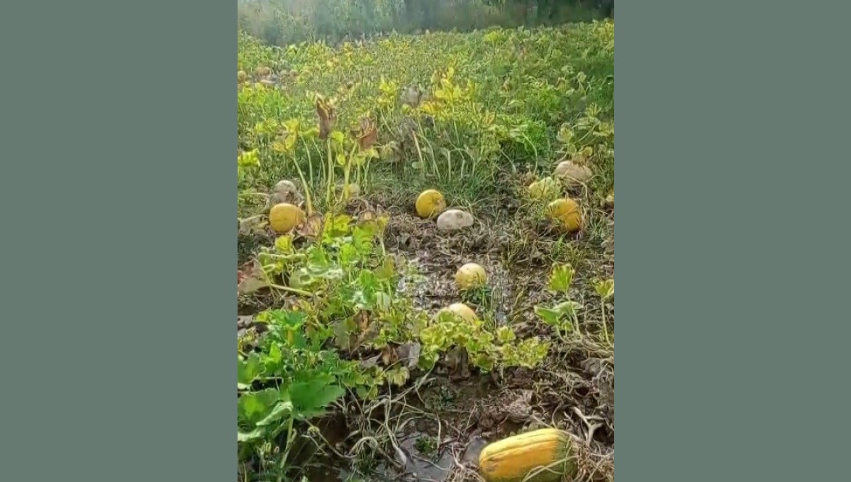 1 yıllık emeği heba olan çiftçi isyan etti