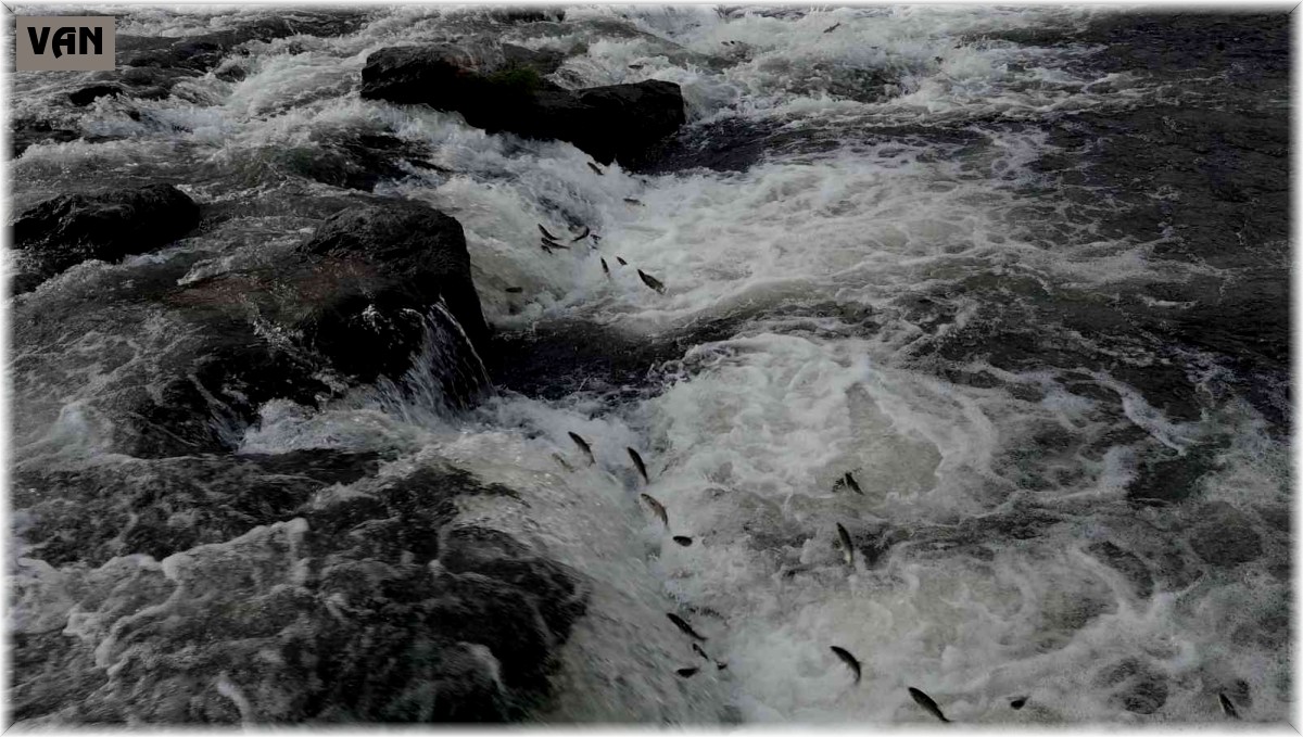 10. İnci Kefali Festivali'ne davet