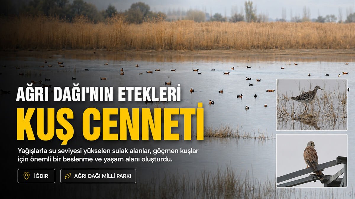 Yağışlarla canlanan Ağrı Dağı Milli Parkı kuşların göç durağı oldu