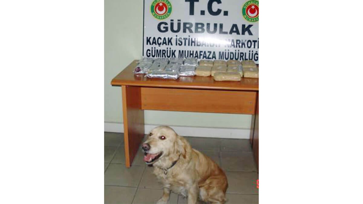 12 Kilo Saf Eroin Şeker Paketlerinden Çıktı: Gürbulak'ta Kritik Yakalama
