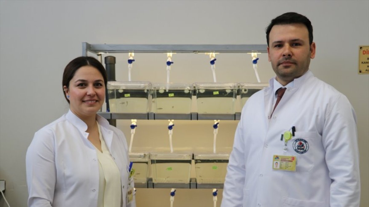 Ağrı’da akademisyen çift, epilepsi ve nörolojik hastalıkları zebra balığıyla araştırıyor