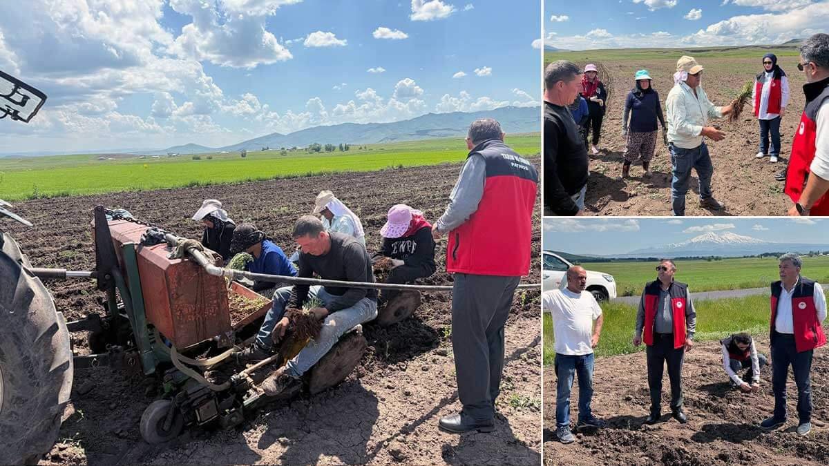 Patnos'ta 30 Dönümlük Arazide Ada Çayı Üretimi Başladı