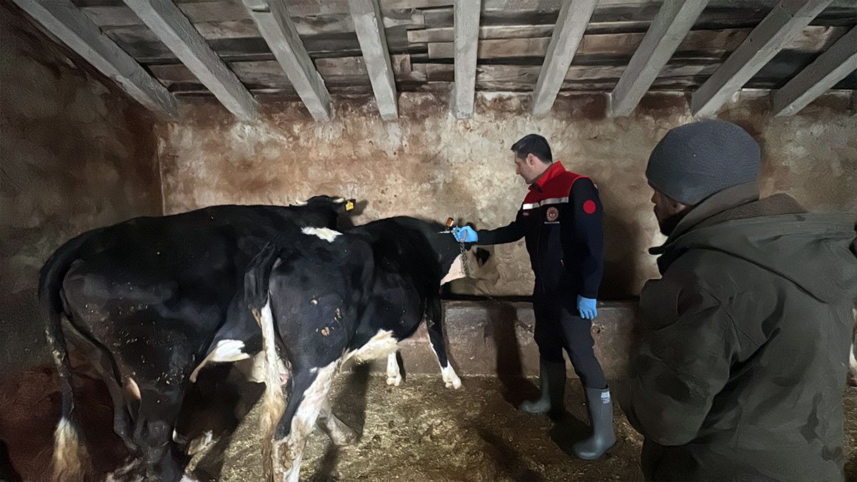 Şap hastalığına karşı Ağrı’da 317 bin büyükbaş için aşılama hamlesi