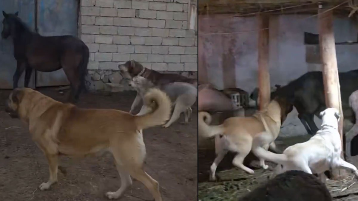 İhbar sonrası ekipler gitti: Doğubayazıt’ta hayvanlara şiddete 13.032 TL ceza