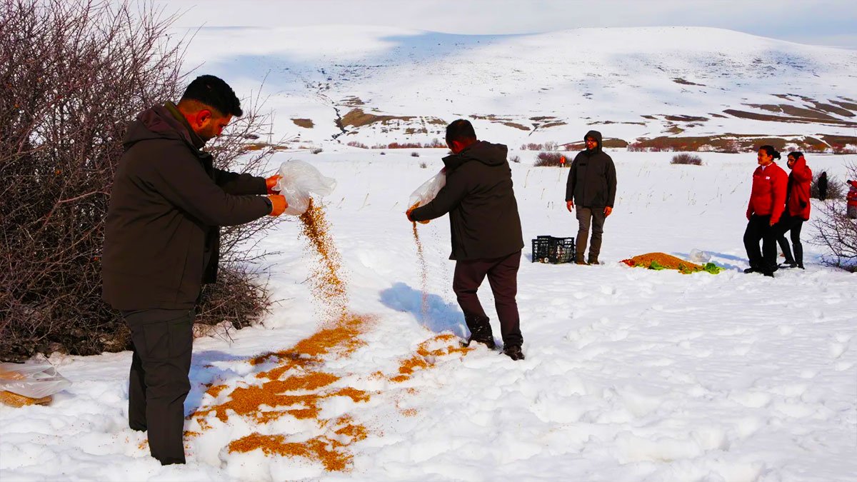 Ağrı’da dondurucu soğukta yaban hayatı için harekete geçildi