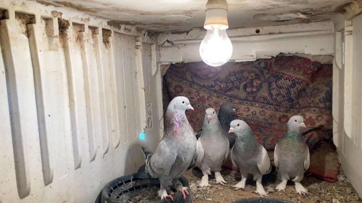 Ağrı’da eksi derecelerde 20–30 bin liralık güvercinlerine 7 yıldır gözü gibi bakıyor