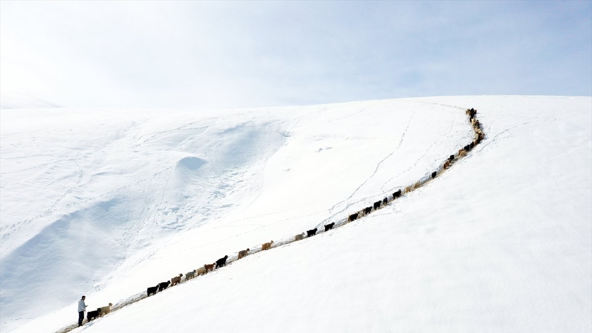 Ağrı’da Karlı Dağlarda İlginç Görüntü: Sürüler Metrelerce Tek Sıra İlerledi