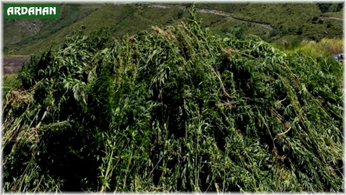 138 Bin 650 Kök Hint Keneviri İmha Edildi