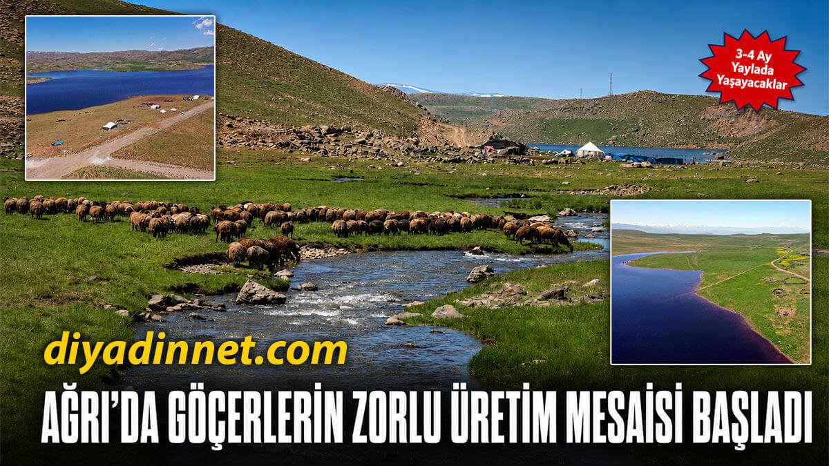 Çetin kış nedeniyle Ağrı'daki Sinek Yaylalarına geç çıkan göçerler çadır kurup üretime başladı