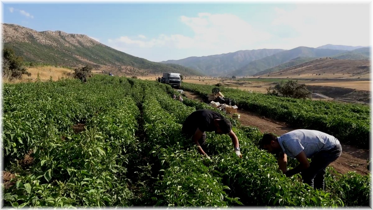 150 dönüm üzerine kurdukları tarladan bölgeye meyve ve sebze gönderiyorlar