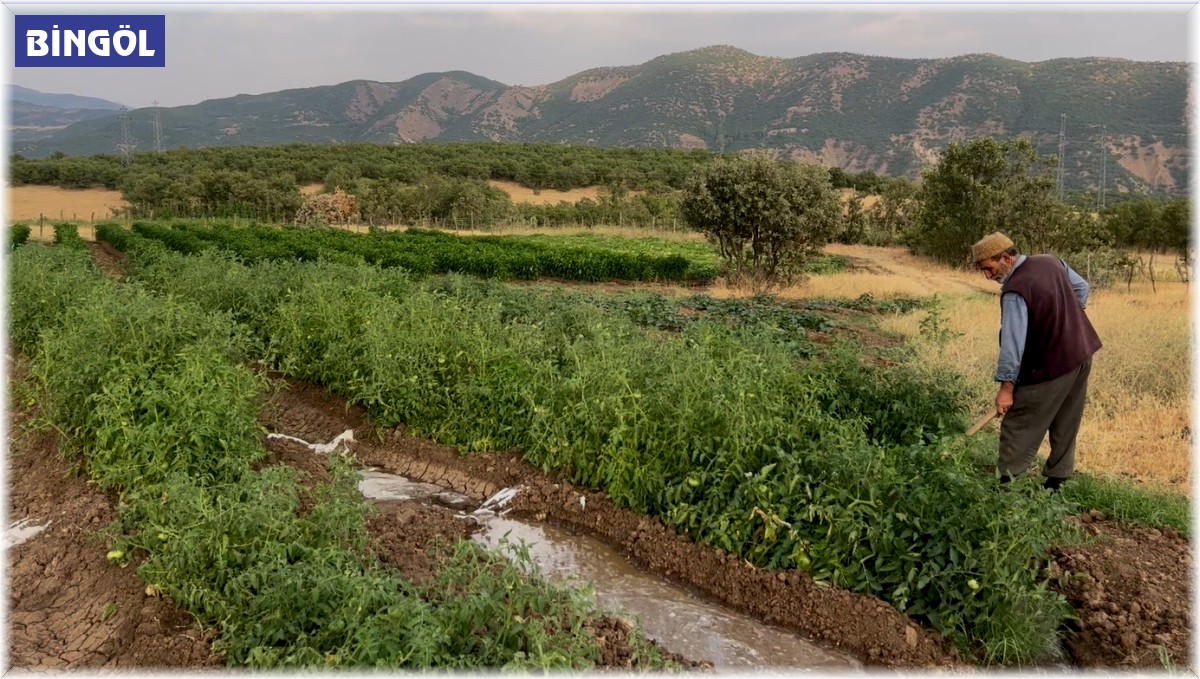 16 yıldır kiraladığı tarlalarda sebze yetiştirip geçimini sağlıyor