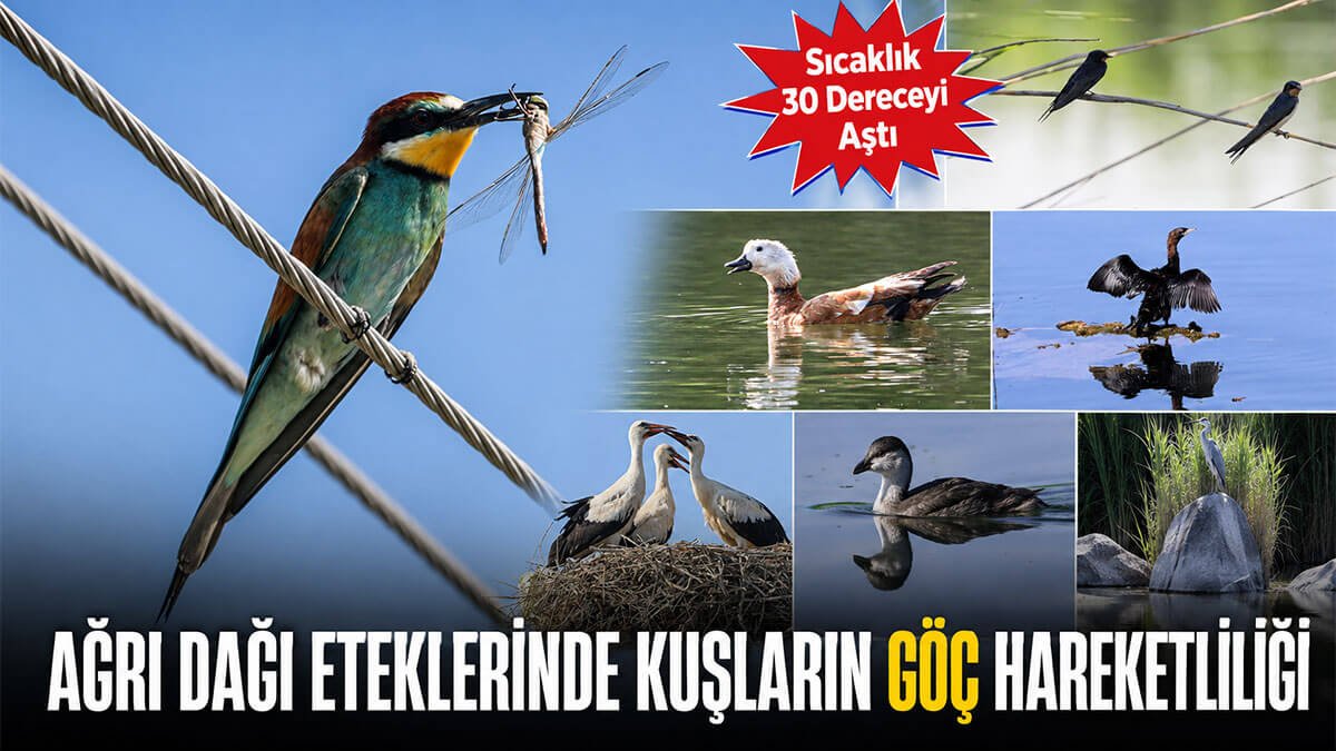 30 Dereceyi Aşan Sıcaklara Rağmen Ağrı Dağı Eteklerinde Kuş Hareketliliği