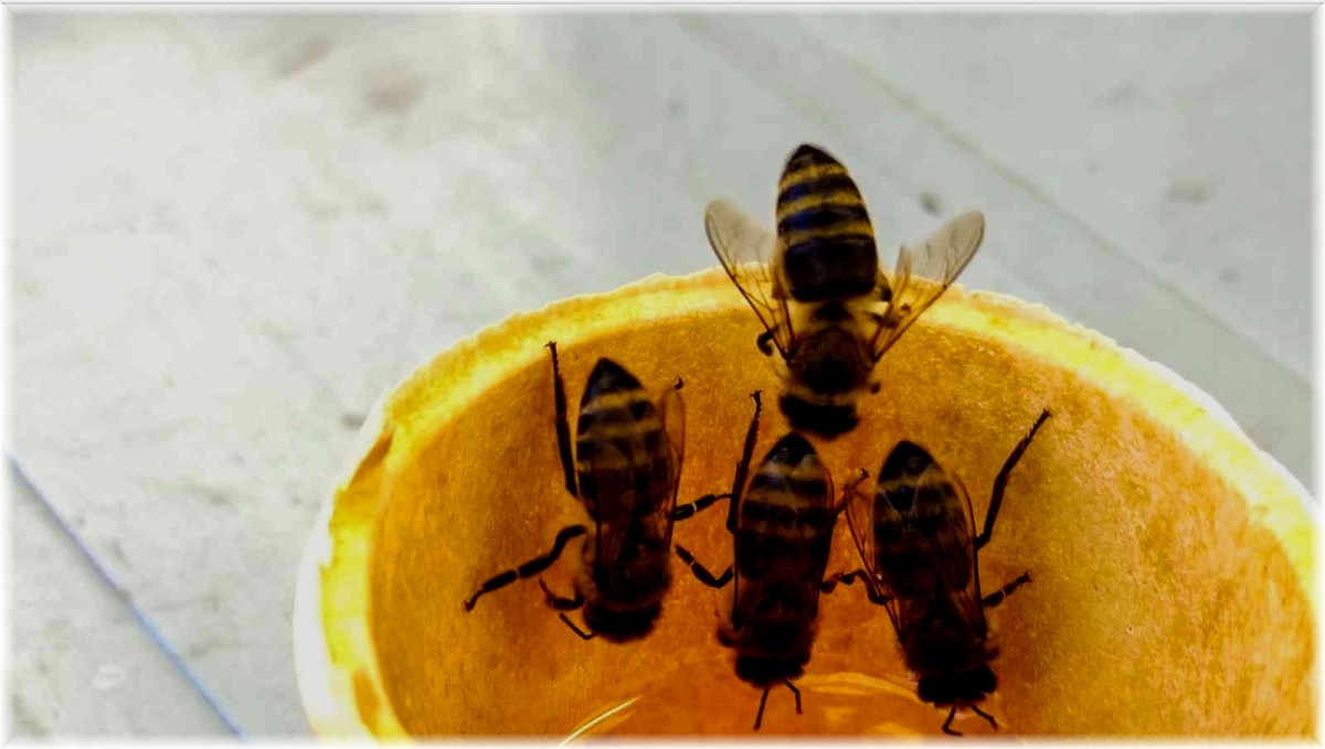 19. Ardahan Ulusal Kültür ve Bal Festivaline yoğun ilgi