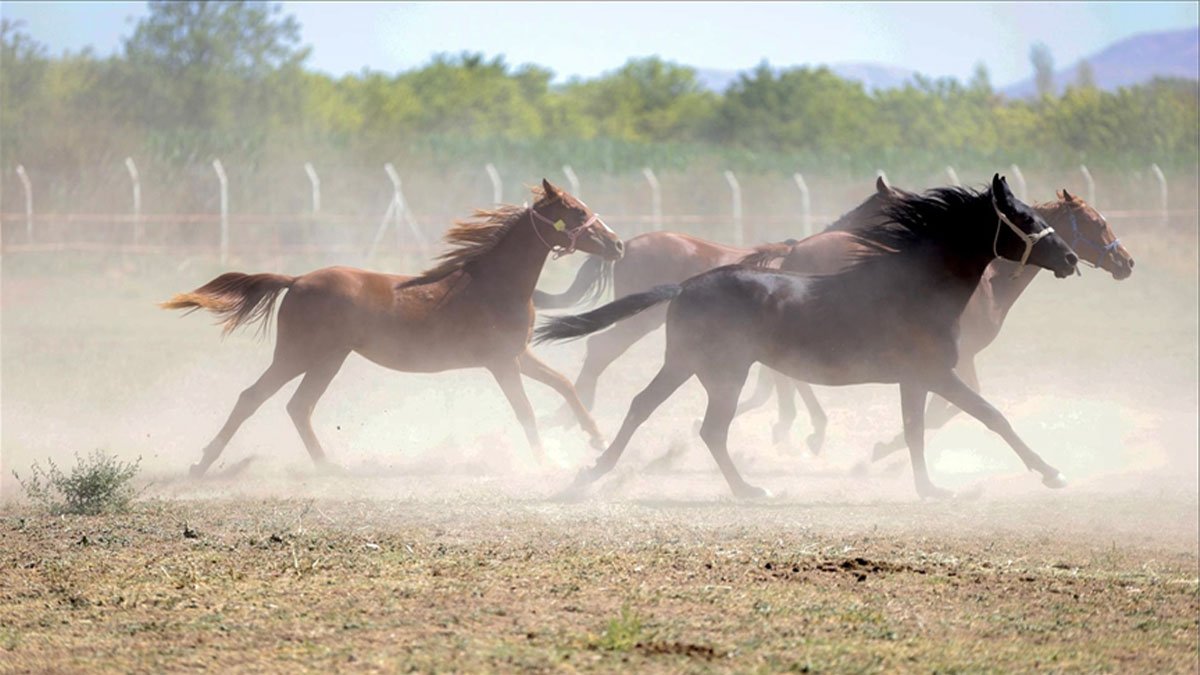19 tay kapıdan çıktı, 6’sı telef oldu, TİGEM'den 100 milyonluk iddiaya yanıt