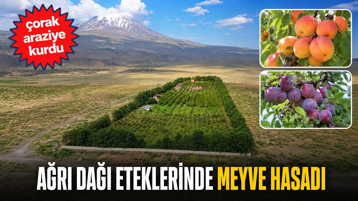 Çorak araziyi bahçeye dönüştürdü: Ağrı Dağı eteklerinde hasat başladı!...
